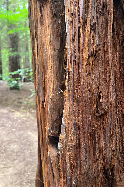istock Towering sequoia trees creating a majestic and tranquil forest scene. 2240751662