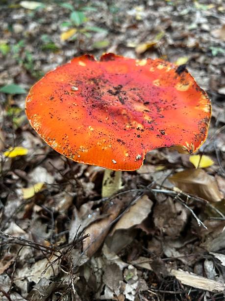 istock Wild mushrooms collected in the forest. 2240754884