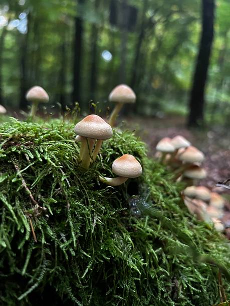 istock Wild mushrooms collected in the forest. 2240754930