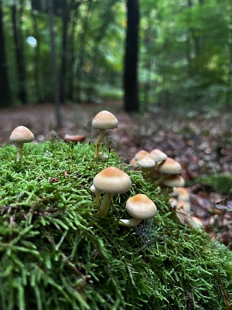 istock Wild mushrooms collected in the forest. 2240755009