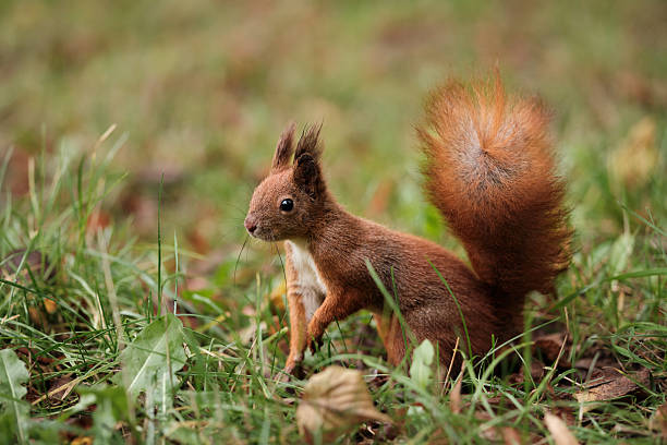 istock Red squirrel standing alert on autumn grass in natural light 2240758398