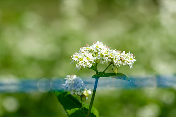 A single cluster of blooming white buckwheat flowers stands out sharply against a softly blurred green background.