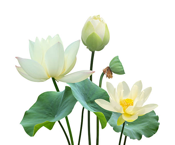 istock Botanical white lotus flower and leaf in nature 2240758506