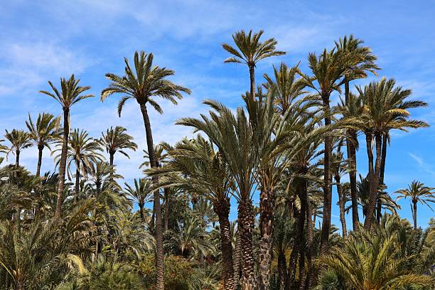 istock Alicante, Spain - El Palmeral public park 2240760725