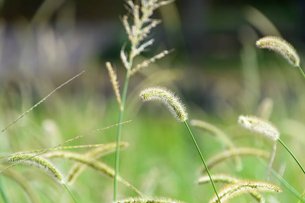 istock Wild Green Foxtails in the Field 2240760778