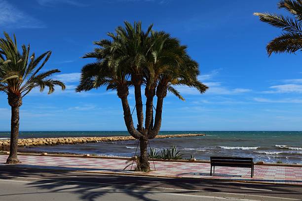 istock Five trunk palm tree in Santa Pola, Spain 2240760907