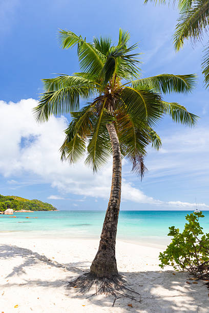 istock Coconut palm tree grows from white sand under blue sky.  Seychelles landscape 2240761981
