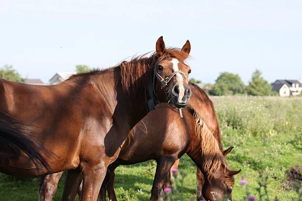 Close-up view of two brown horses grazing in a lush green field under cloudy skies in Rossdorf, Germany.