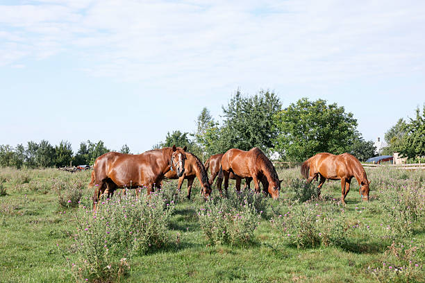 istock Beautiful horses grazing in meadow on sunny day 2240762183