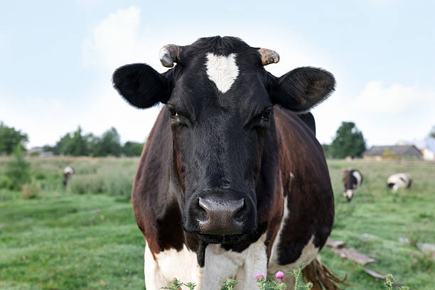 istock Beautiful black cow with white spots in meadow 2240762222