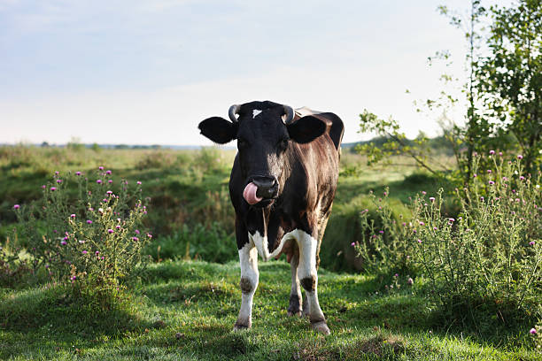 Cow in meadow, Scotland