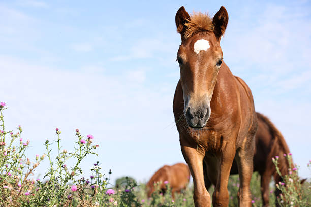 istock Beautiful foal in meadow on sunny day. Space for text 2240762328