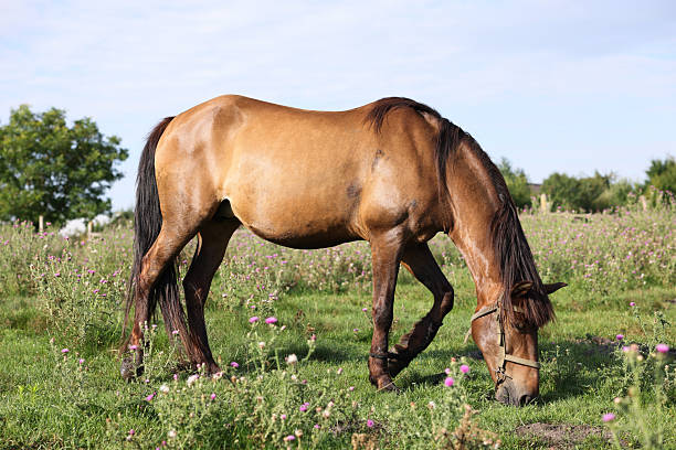 istock Beautiful horse grazing in meadow on sunny day 2240762364