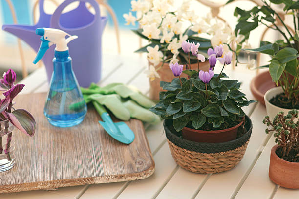 istock Blooming flowers in terracotta clay pots and gardening tools on balcony table. 2240762384