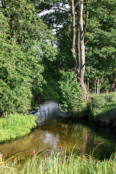 istock Green grass and trees growing alongside river in countryside 2240762486