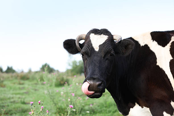 North brabant: first day that cow`s are outside after standing in the winter inside a stable.  The herarchy is confirmed.