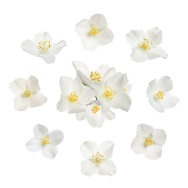 istock Fragrant jasmine flowers isolated on white, set 2240763378