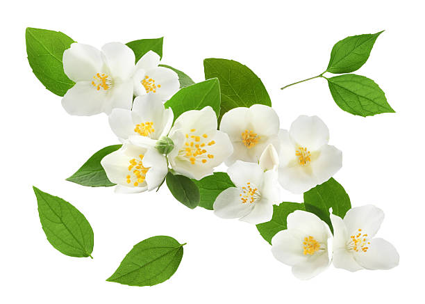 istock Jasmine flowers and green leaves isolated on white, set 2240763386