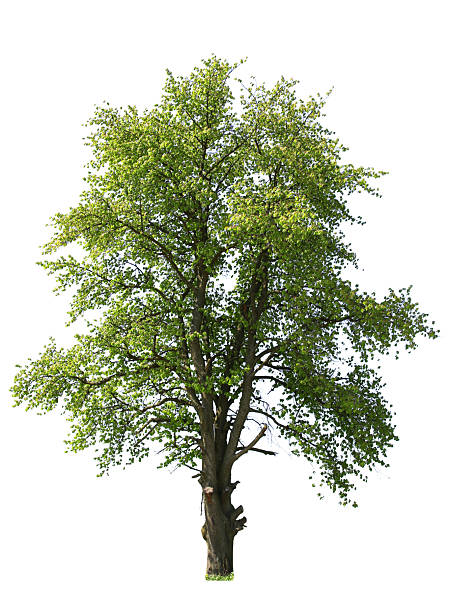 istock Tree with bright green leaves isolated on white 2240763408