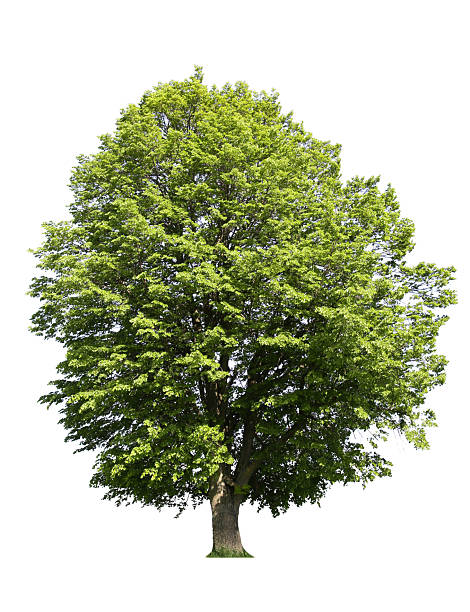 istock Tree with bright green leaves isolated on white 2240763433