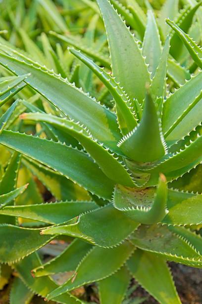 istock Aloiampelos ciliaris. 2240764655