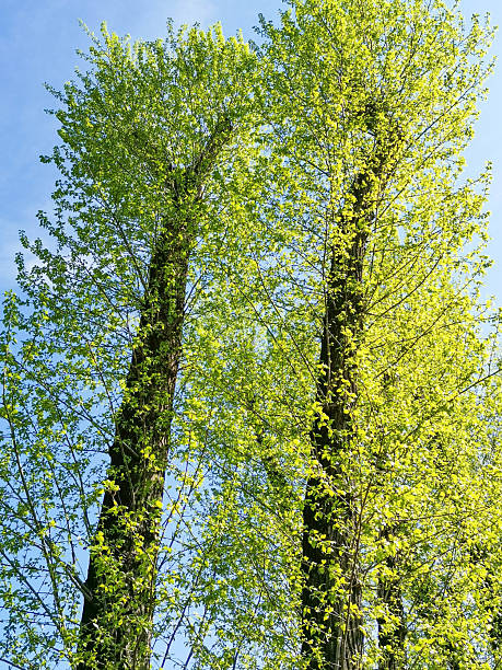 istock Tall poplar green trees with spring leaves reaching towards clear blue sky View from bottom 2240765071