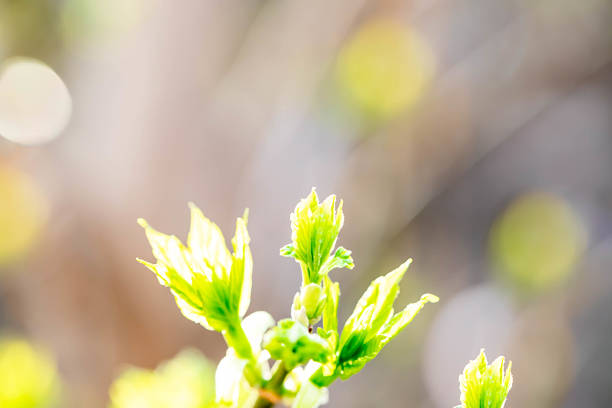 Fresh green leaves are emerging in soft sunlight, highlighting vibrant colors and delicate textures of new growth. Serene atmosphere that embodies essence of springtime renewal Blurred spring backdrop