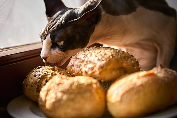 istock Sphynx cat smelling plate of buns with warm sunlight 2240765995