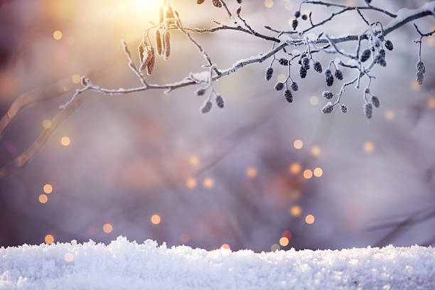 Tree branches in winter with fallen snow against sunlight and defocused lights
