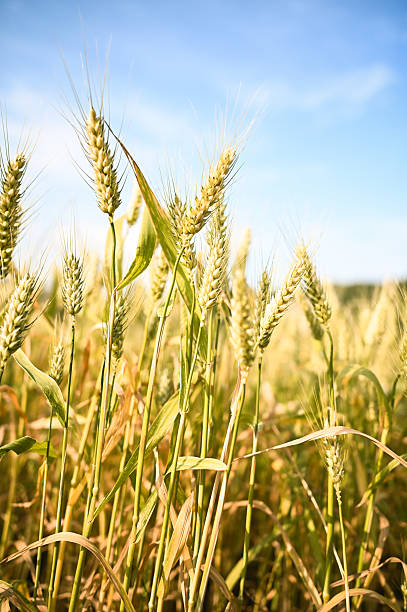 Golden wheat growing in a summer field under a clear blue sky