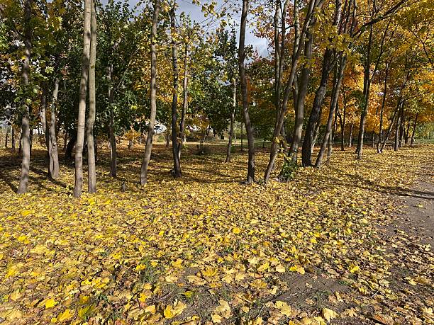 Autumn on picture, Warsaw. Poland