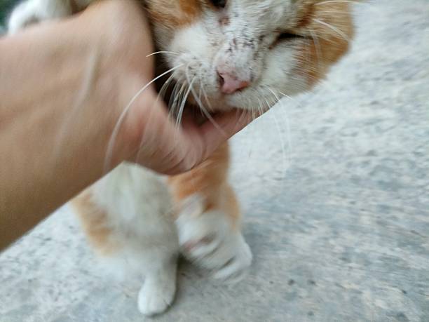 istock A Gentle Moment with a Stray Cat 2240768393