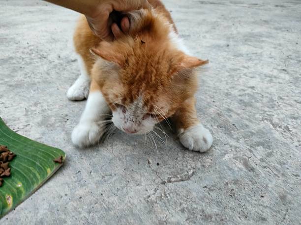 istock A Gentle Moment with a Stray Cat 2240768398