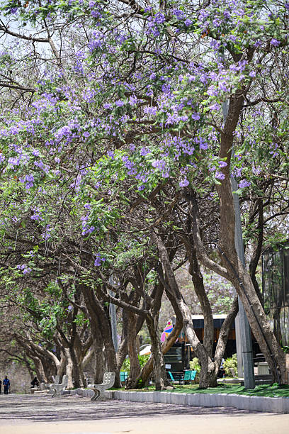 Vertical view of purple flowering tree branches arching over a paved walkway, creating a scenic and tranquil park atmosphere with layered greenery and daylight.