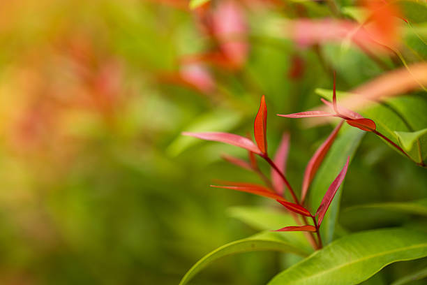 Close up of nature view green leaf on blurred greenery background under sunlight with bokeh and copy space using as background natural plants landscape, ecology wallpaper or cover concept.