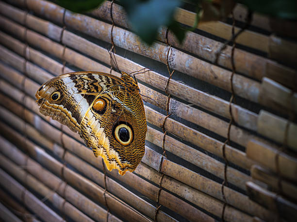 A beautiful brown butterfly with yellow and black eye attached on a wall
