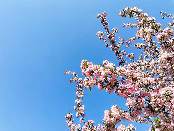 Pink cherry blossom branches are beautifully displayed against clear blue sky, capturing the essence of springtime and nature's beauty, inviting sense of tranquility and renewal Copy space