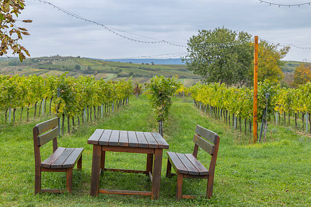 istock Wooden table, benches inviting to relax in vineyard 2240774251