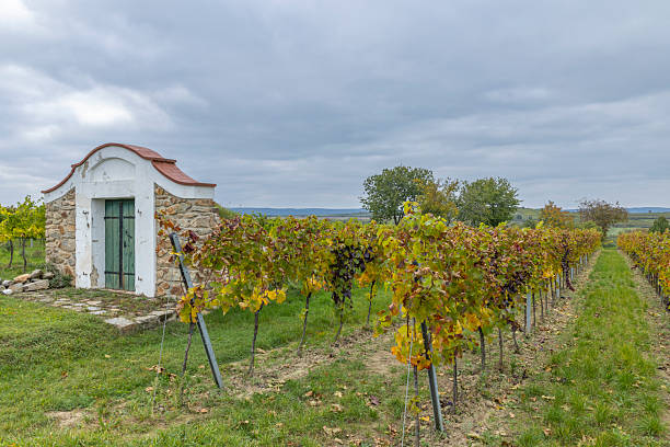 Traditional stone wine cellar house in an Austrian vineyard with colorful grapevines