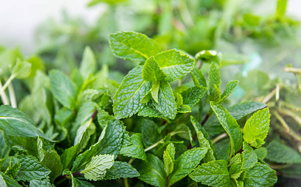 istock Fresh peppermint leaves in supermarket 2240776517