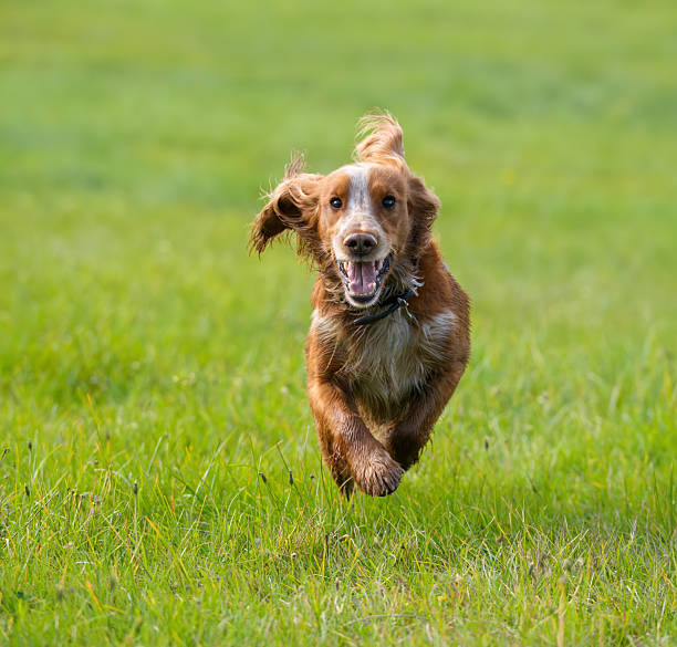 Working Cocker running in a field.