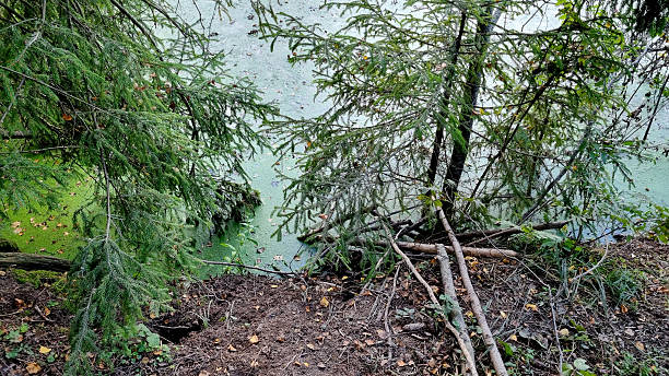 istock Dangerous hole in the forest. A beaver hole in the ground. 2240777534