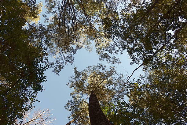 istock Crowns of trees against the sky. 2240778164