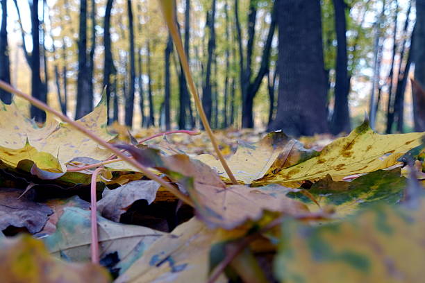 Yellow leaves are a symbol of the passing summer and the coming autumn; they represent the transition from the violence of life to peace and tranquility. Their golden color, as if woven from the sun's rays, reminds of warmth and light and their trembling fall under the gusts of wind is a dance of farewell to the last season, which fascinates with its fragile beauty.