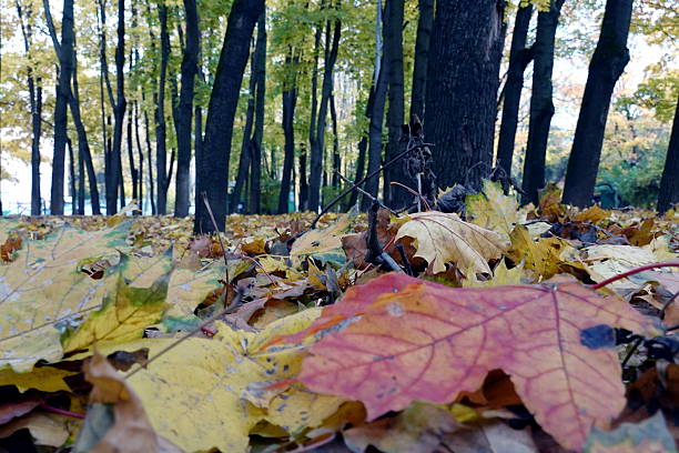 Yellow leaves are a symbol of the passing summer and the coming autumn; they represent the transition from the violence of life to peace and tranquility. Their golden color, as if woven from the sun's rays, reminds of warmth and light and their trembling fall under the gusts of wind is a dance of farewell to the last season, which fascinates with its fragile beauty.