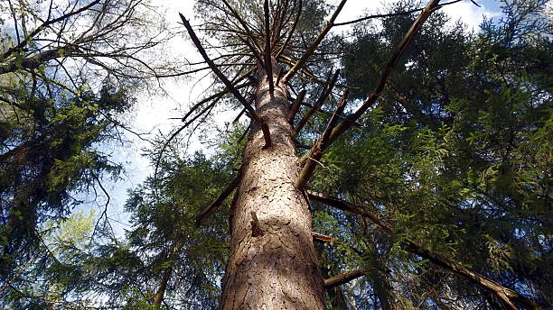 istock An unusual view of a tree from below. 2240778670