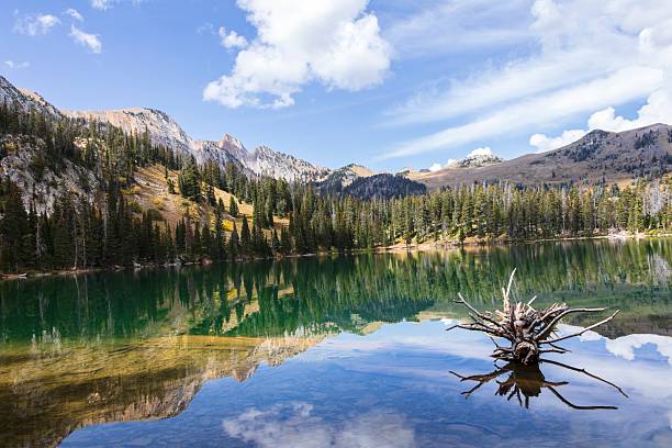 Reflections on Fairy Lake in Montana and featuring driftwood