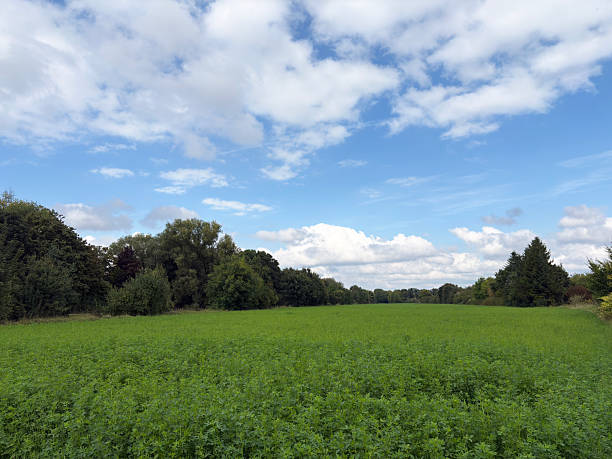 Rural landscape on a sunny day