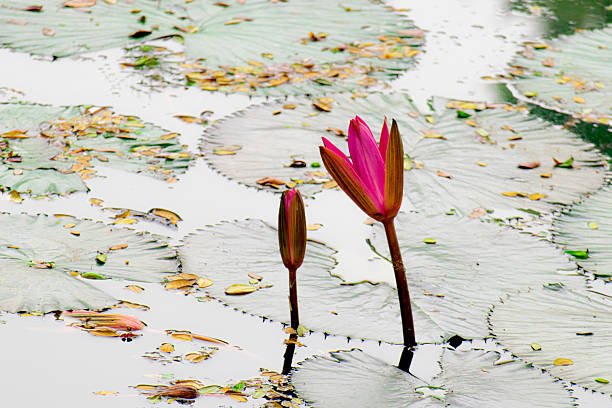 Teratai, Teratai air, Lotus, Waterlily, Water Lily, Nymphaea (genus)