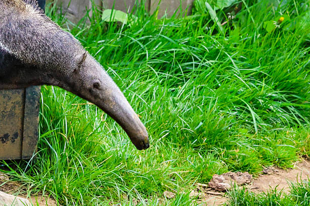 istock Giant Anteater Searching the Ground 2240781011